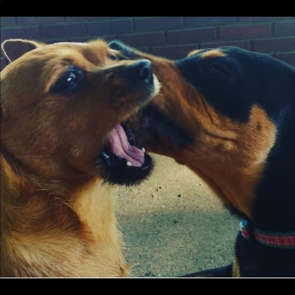 Meet your Posher Dawn - Picture 9 of 9